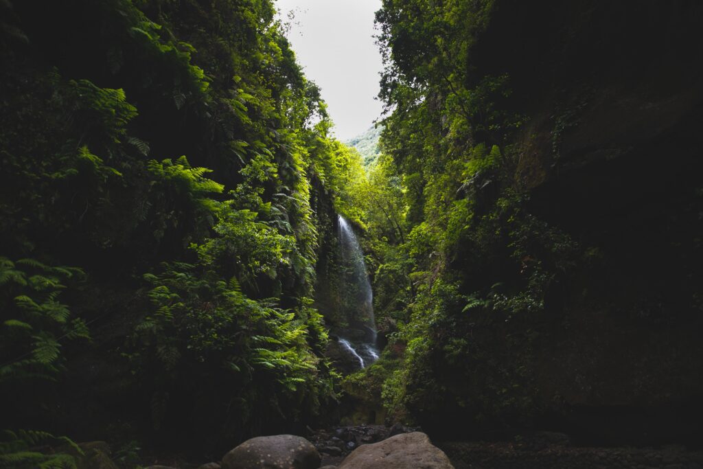 waterfall of the tree