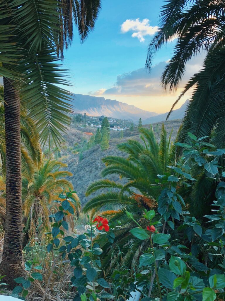 Palm trees, mountains and city.